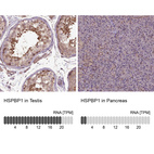 Anti-HSPBP1 Antibody