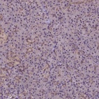Immunohistochemical staining of human pancreas shows low expression as expected.