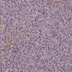 Immunohistochemical staining of human pancreas shows low expression as expected.