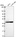 Anti-KCNJ14 Antibody