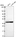 Anti-KCNJ14 Antibody