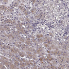 Immunohistochemical staining of human adrenal gland shows weak to moderate cytoplasmic positivity in glandular cells.