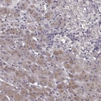 Immunohistochemical staining of human adrenal gland shows weak to moderate cytoplasmic positivity in glandular cells.