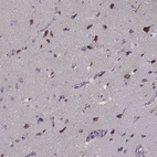 Anti-PCDHA4 Antibody