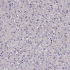 Anti-PCDHA4 Antibody