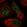 Anti-ALKBH6 Antibody