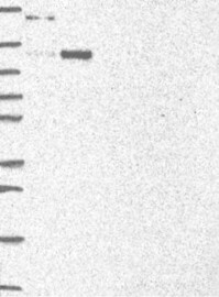 Anti-AXIN1 Antibody