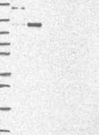 Anti-AXIN1 Antibody