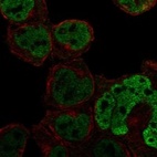 Anti-C1orf226 Antibody