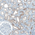 Immunohistochemical staining of human kidney shows moderate to strong positivity in apical membrane in cells in tubules.