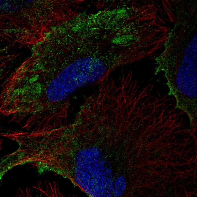 Anti-PTRF Antibody