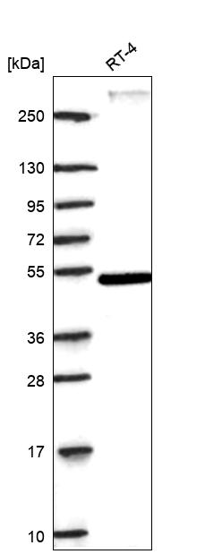 Anti-RORA Antibody