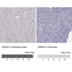 Anti-GRIK4 Antibody