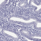 Immunohistochemical staining of human endometrium shows no positivity in glandular cells as expected.