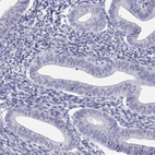 Immunohistochemical staining of human endometrium shows no positivity in glandular cells as expected.