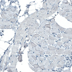 Anti-OCLN Antibody