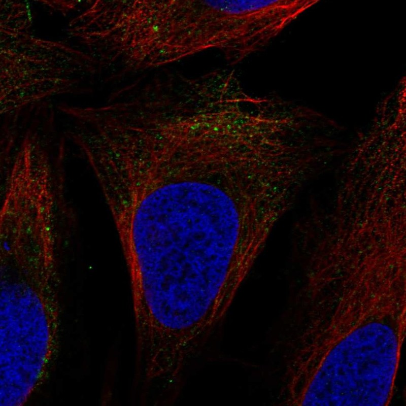 Anti-SLC9A7 Antibody
