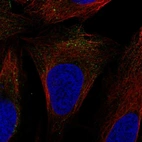 Anti-SLC9A7 Antibody