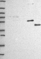 Anti-CYP3A7 Antibody