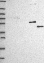 Anti-CYP3A7 Antibody