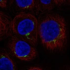 Immunofluorescent staining of human cell line A-431 shows localization to the Golgi apparatus.
