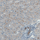 Anti-OCLN Antibody