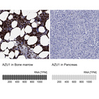 Anti-AZU1 Antibody