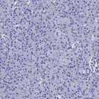 Anti-AZU1 Antibody