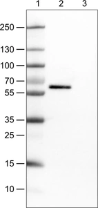 Lane 1: Marker [kDa]_br/_Lane 2: Human cell line CACO-2_br/_Lane 3: Human cell line U-87