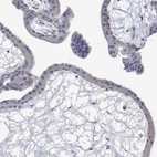 Immunohistochemical staining of human placenta shows low expression as expected.