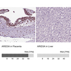 Anti-ARID3A Antibody