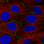 Anti-OCLN Antibody