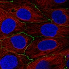 Immunofluorescence staining of CACO-2 cells using the Anti-OCLN monoclonal antibody, showing specific staining in cell junctions in green. Microtubule- and nuclear probes are visualized in red and blue, respectively (where available).