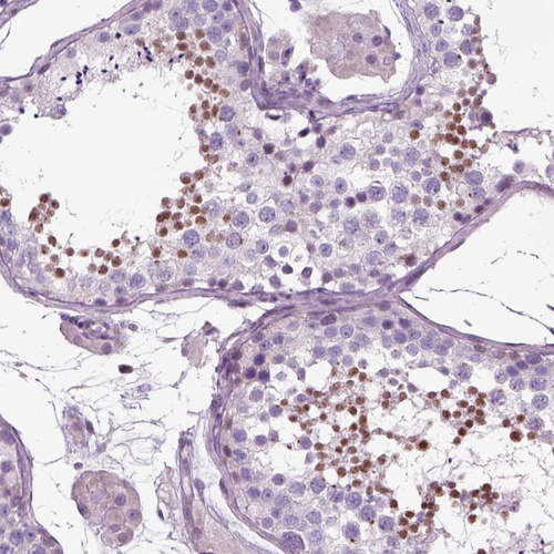 Anti-ARID3A Antibody