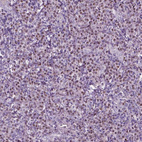 Immunohistochemical staining of human tonsil shows moderate nuclear positivity in non-germinal center cells.
