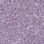 Immunohistochemical staining of human tonsil shows moderate nuclear positivity in non-germinal center cells.