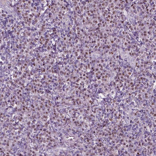 Anti-ARID3A Antibody