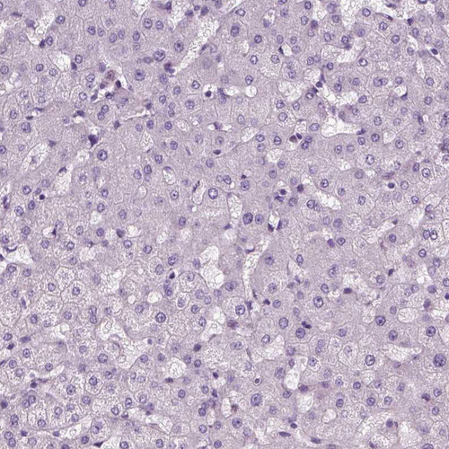Anti-ARID3A Antibody