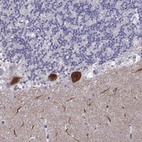 Anti-RGS8 Antibody