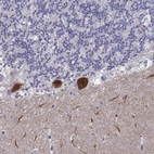 Anti-RGS8 Antibody