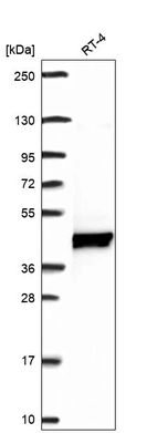 Anti-UHMK1 Antibody