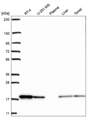 Anti-CFL1 Antibody