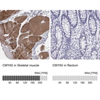 Anti-CMYA5 Antibody
