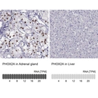 Anti-PHOX2A Antibody