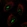 Anti-SMKR1 Antibody