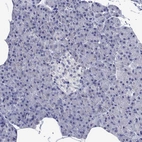 Immunohistochemical staining of human pancreas shows no cytoplasmic positivity in exocrine glandular cells and islets of Langerhans as expected.