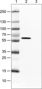 Lane 1: Marker [kDa]_br/_Lane 2: Human cell line CACO-2_br/_Lane 3: Human cell line U-87