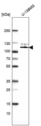 Anti-HIF1A Antibody