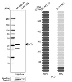 Western blot analysis in human cell lines SK-MEL-30 and U-251MG using Anti-SCD antibody. Corresponding SCD RNA-seq data are presented for the same cell lines. Loading control: Anti-COX4I1.