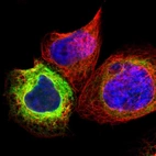 Immunofluorescent staining of human cell line A-431 shows localization to endoplasmic reticulum.